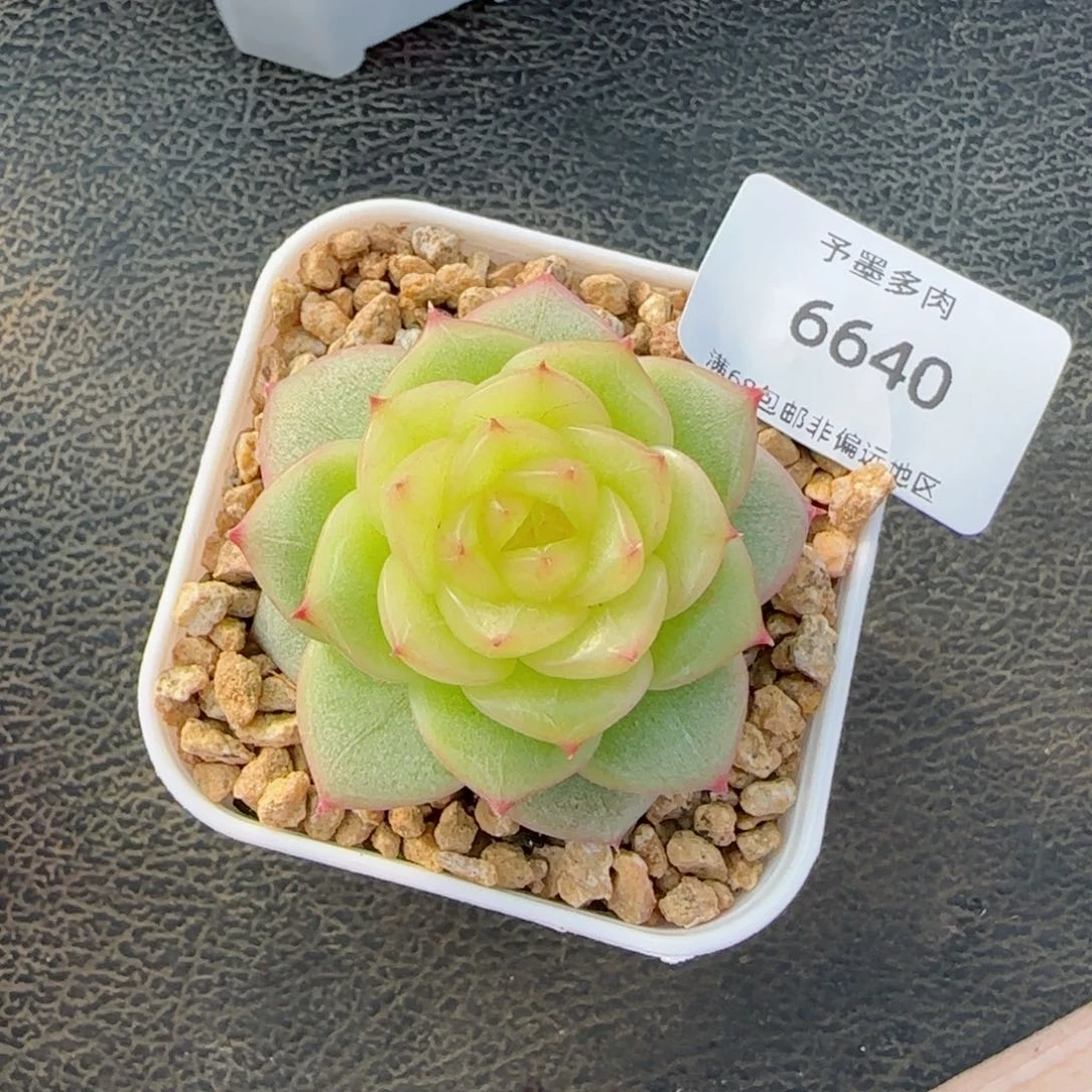 冰薄荷。 6640。