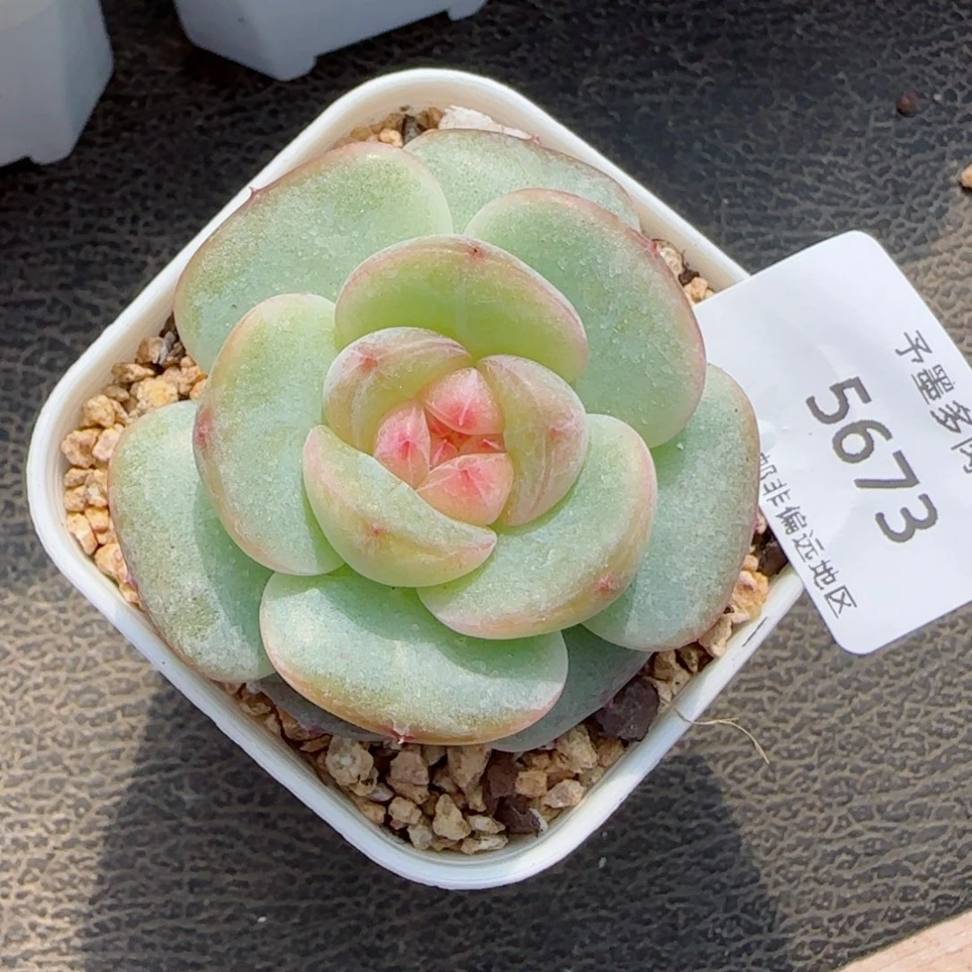 月光珍妮。   5673。