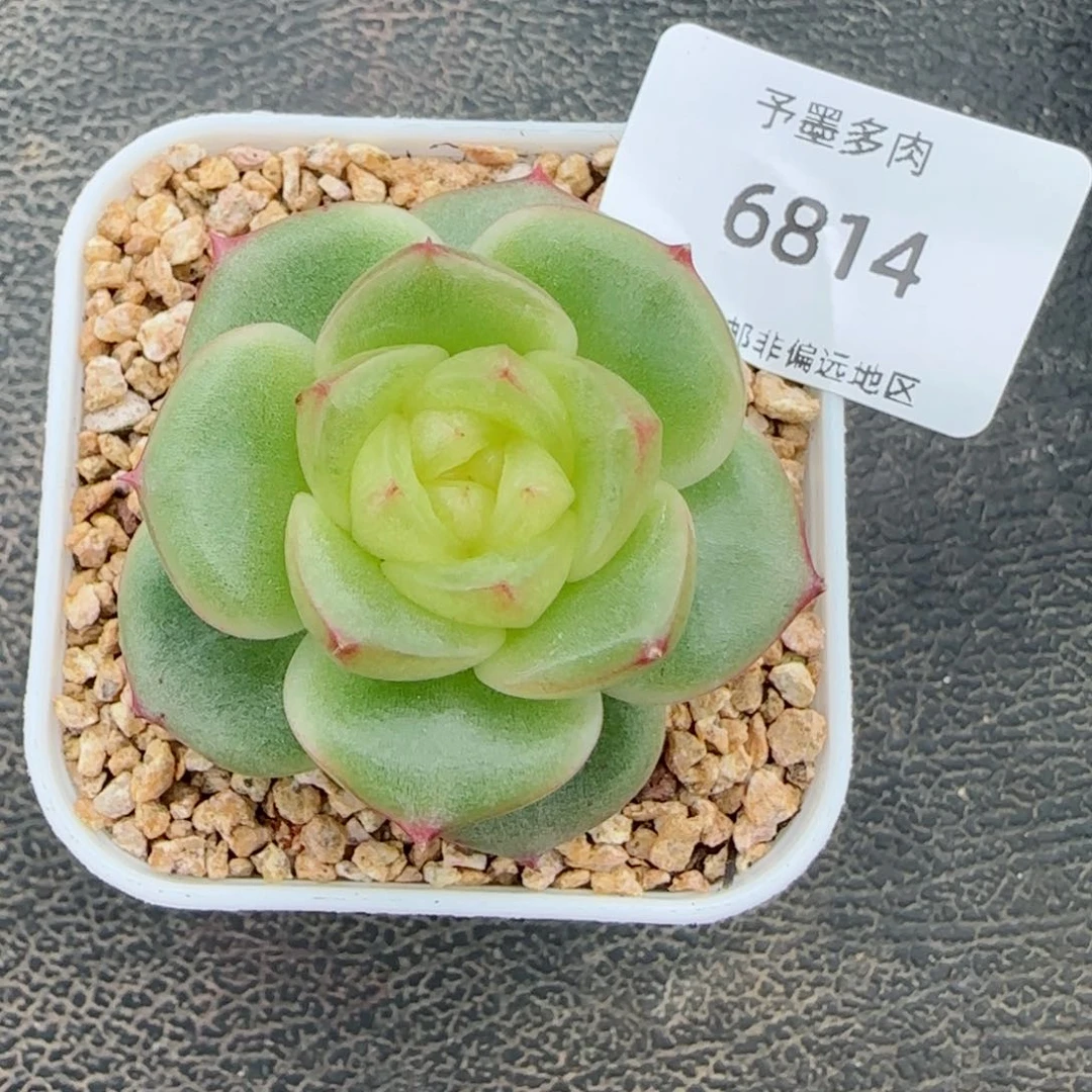 玉芷珍妮。    6814。