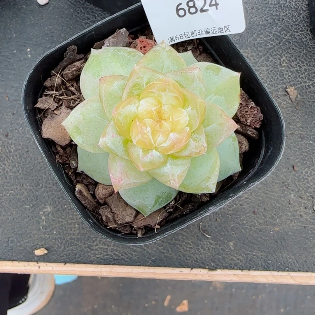 路***?冰飘花珍妮。   6824。