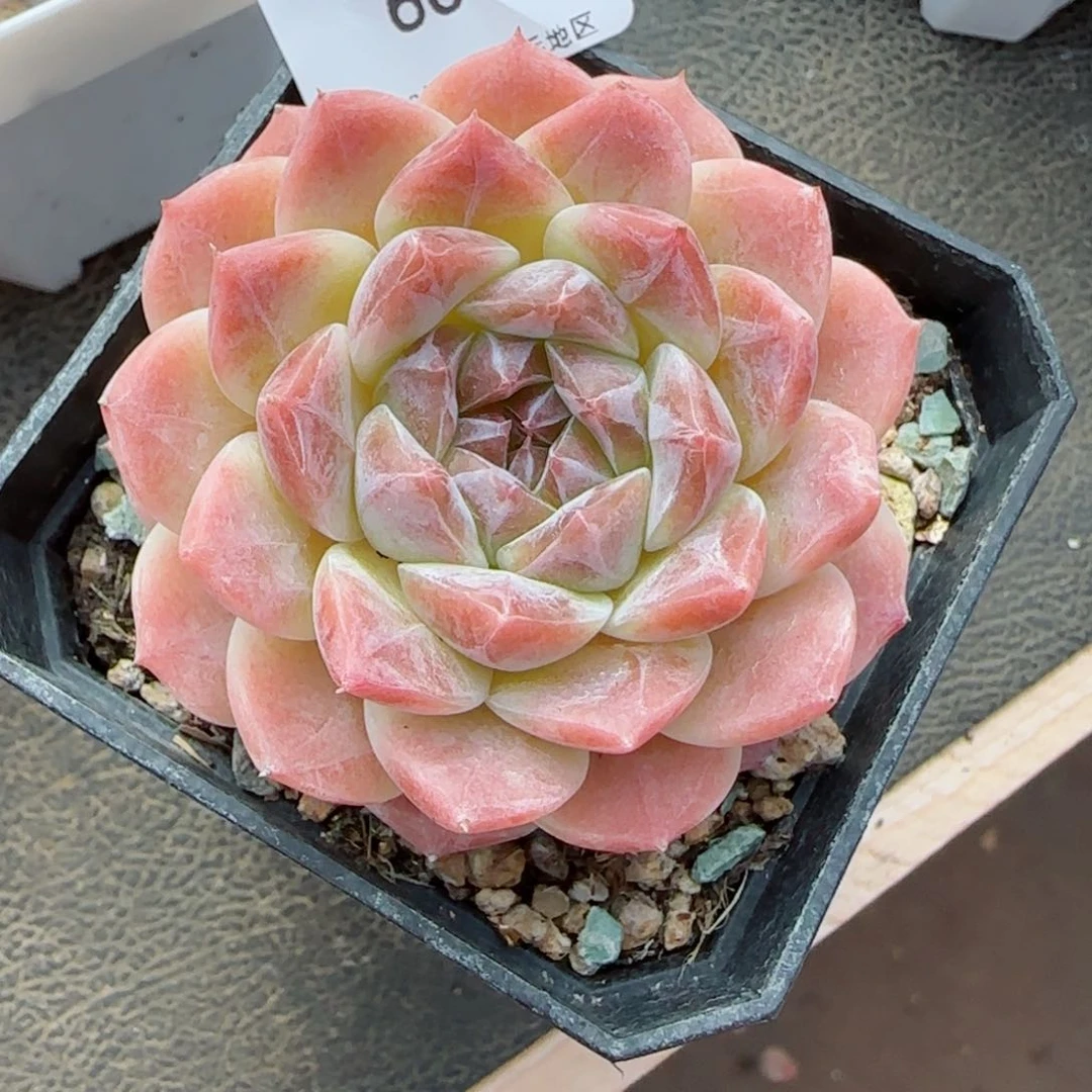 渐变色冰魄。 6019。