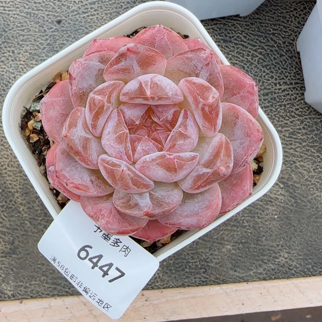 粉心魄。  6447。