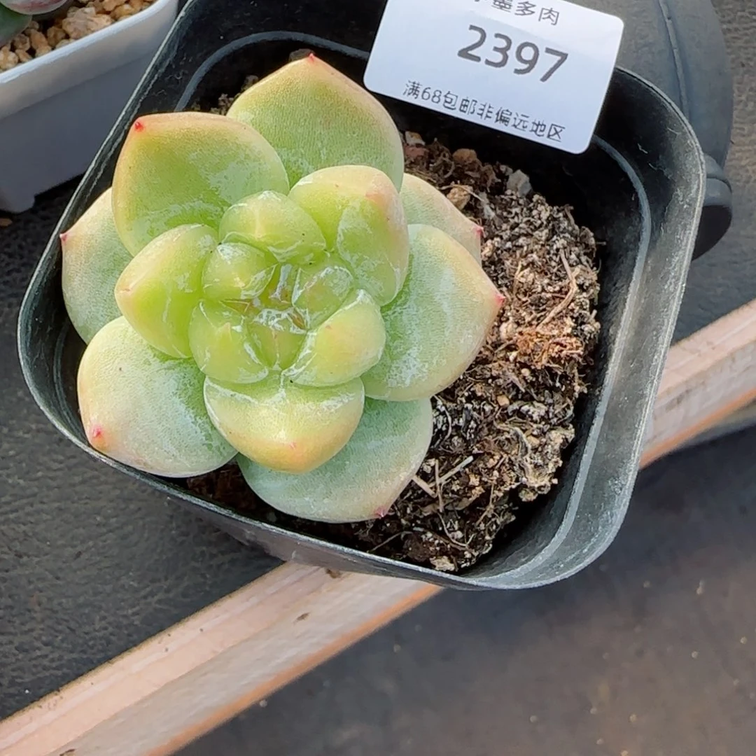 是****?白泽。 2397。