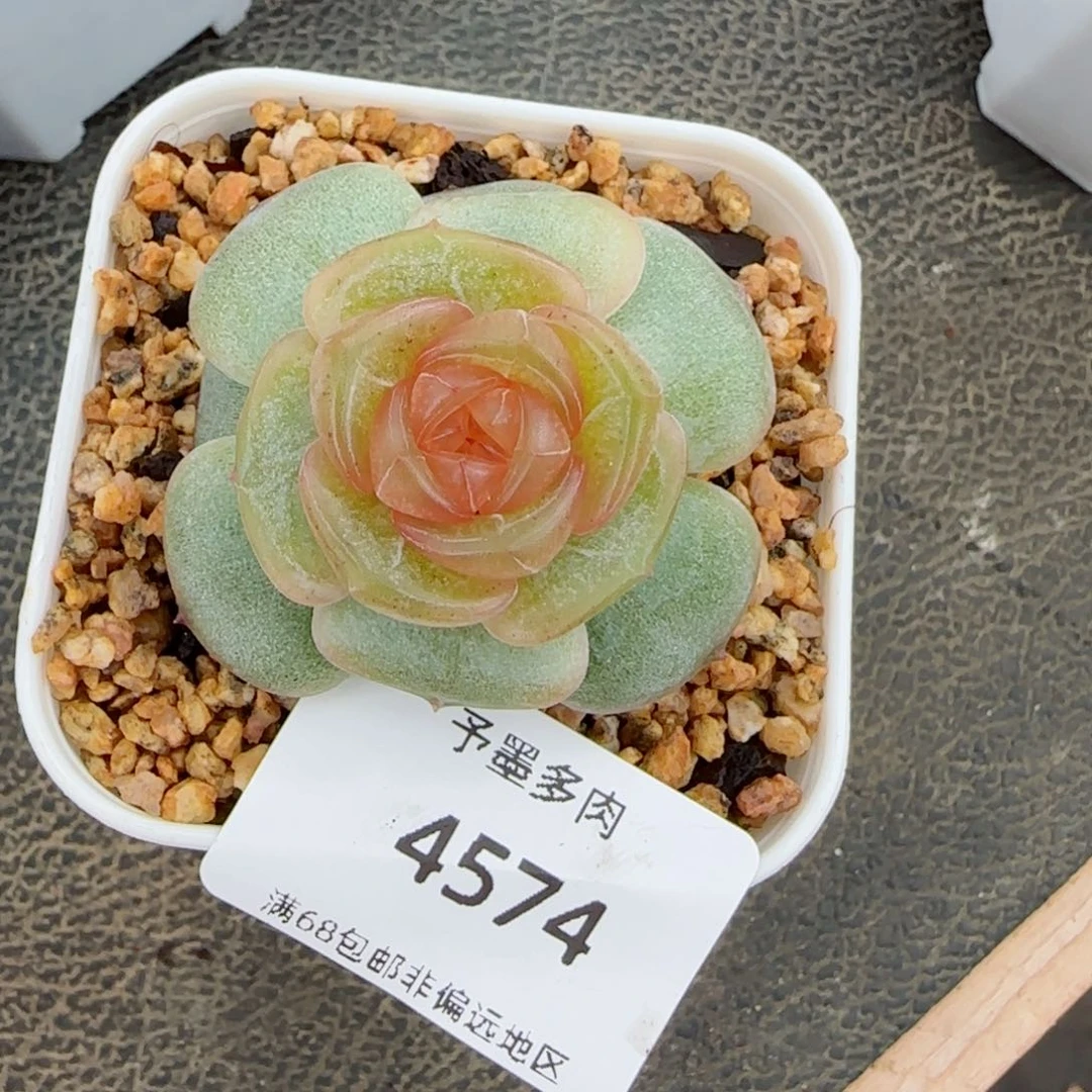 黄恋。  4574。        多肉