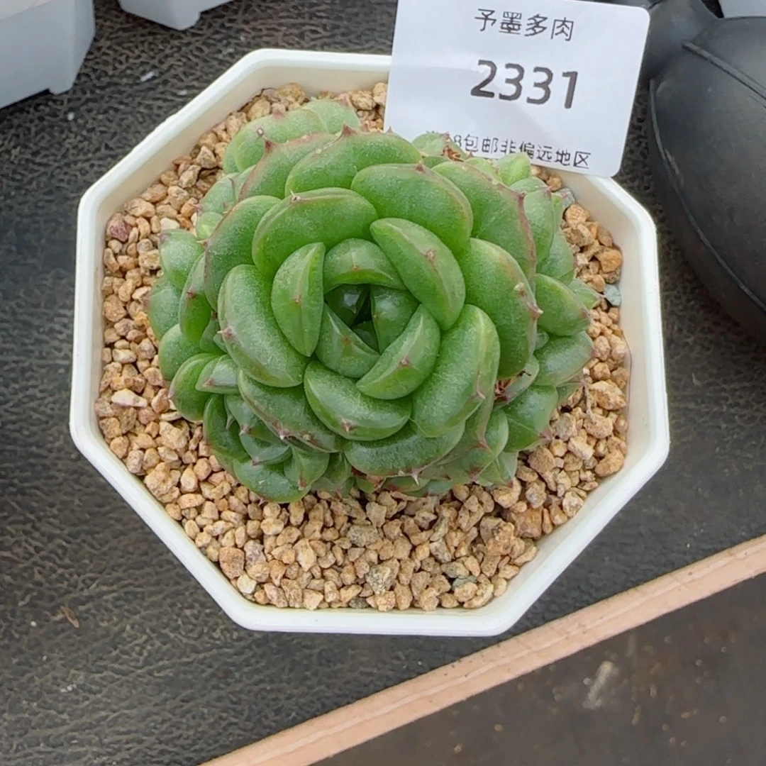 珍妮宝贝。    2331。