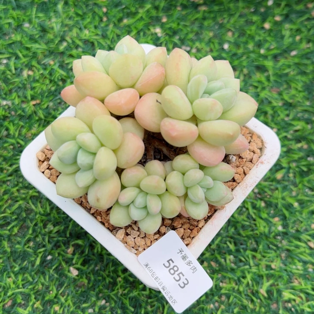 泡泡糖无砍。   5853。