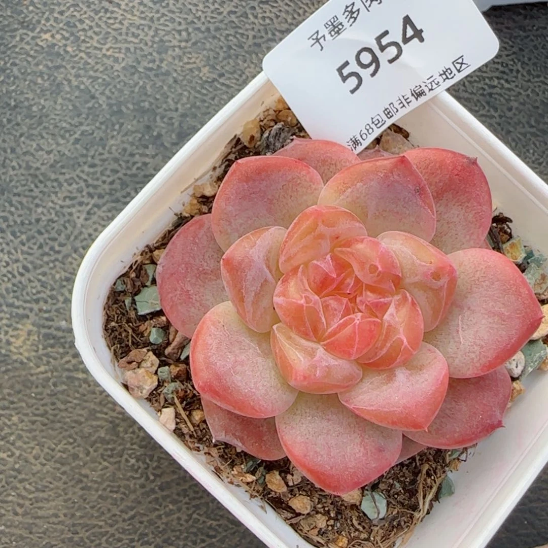 灯芯琥珀。    5954。