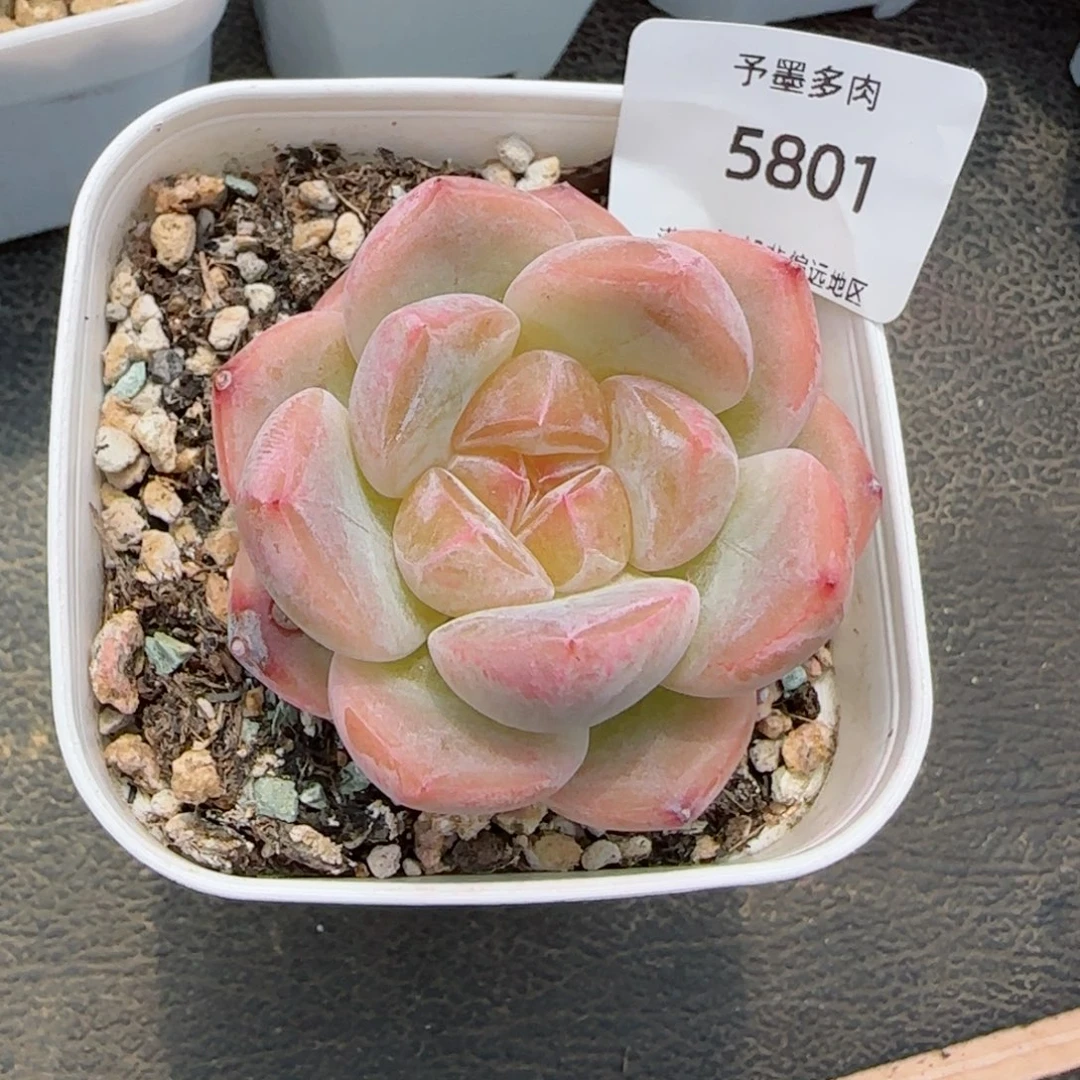 刚毅。    5801。