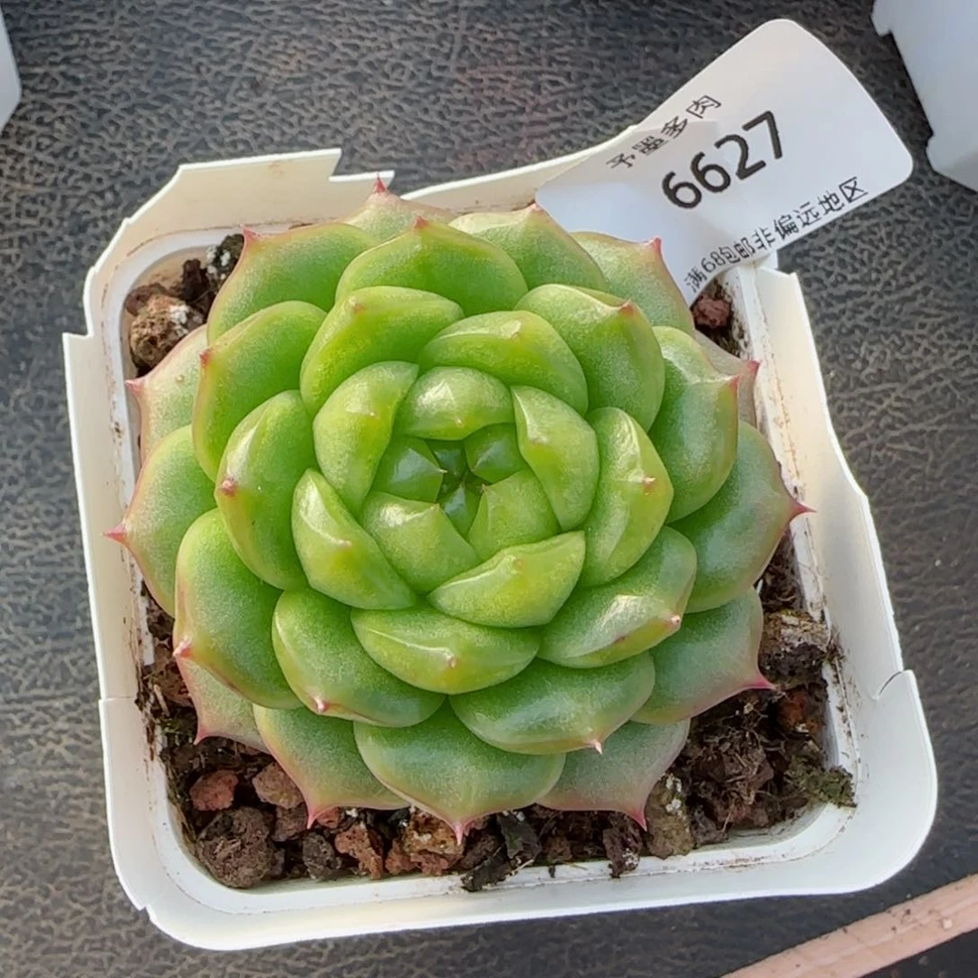 灯泡珍妮。   6627。