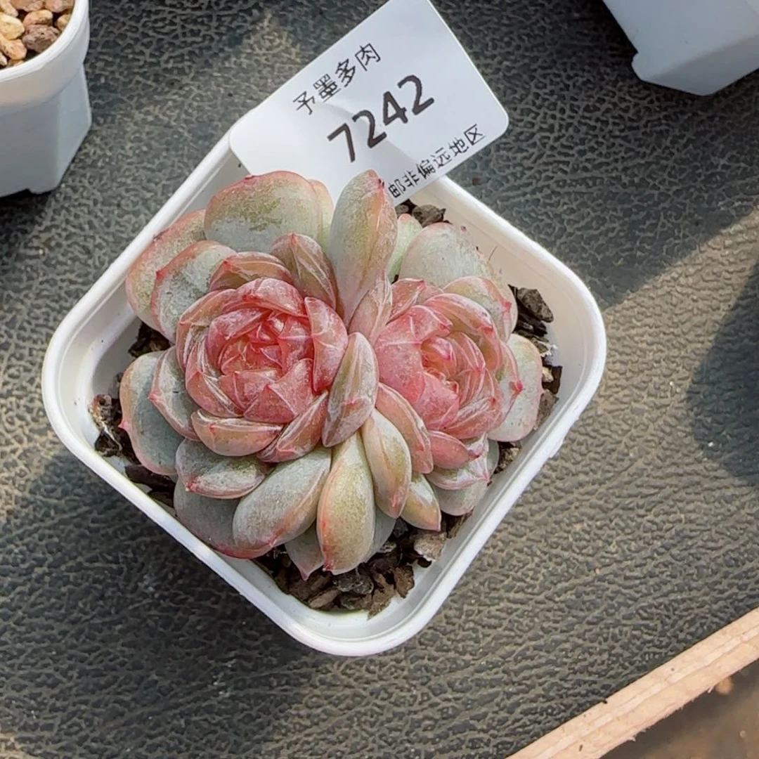 粉恋双头。 7242。