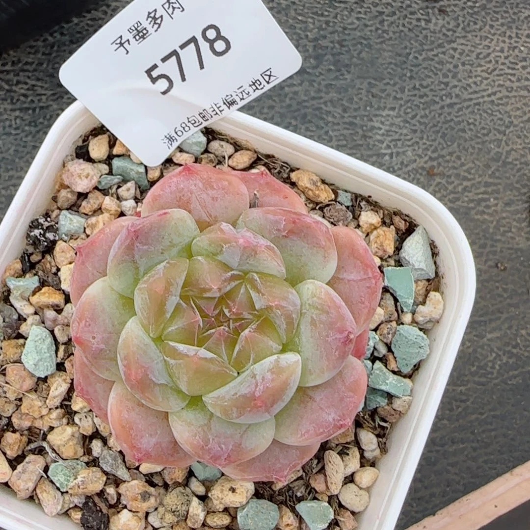 冰魄。   5778。