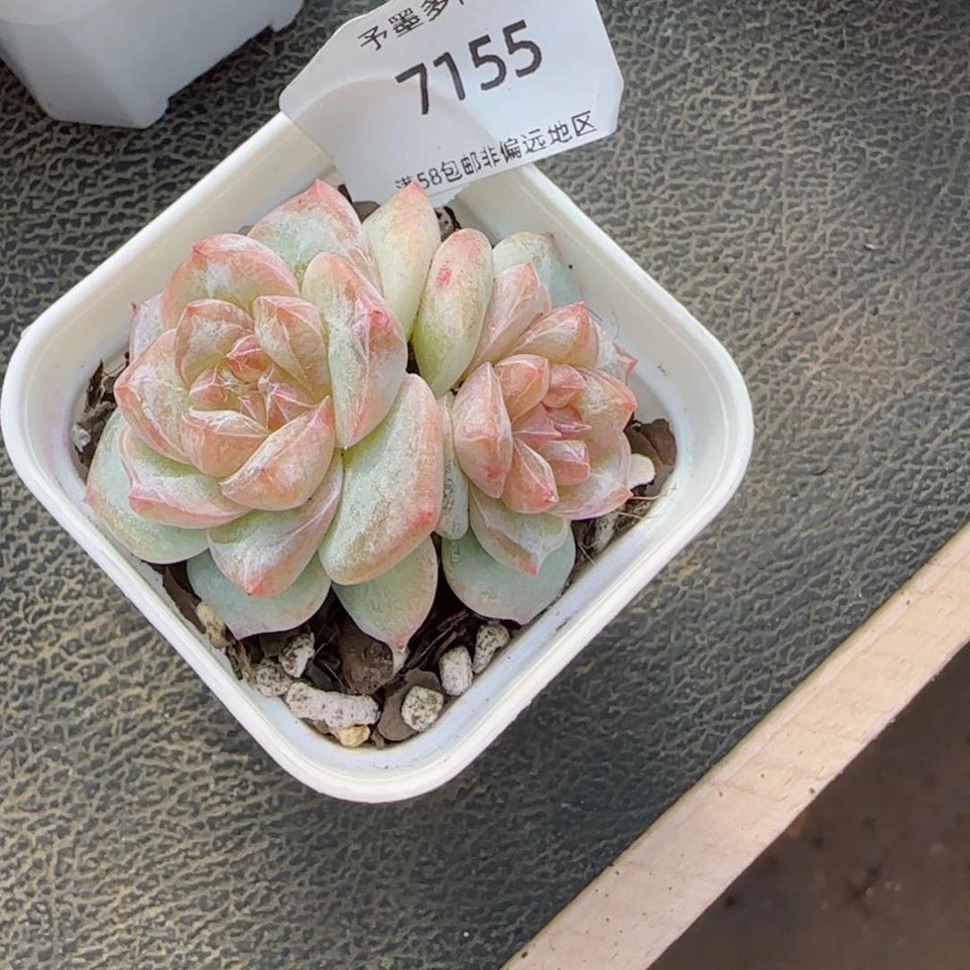 粉钻石化。 7155。