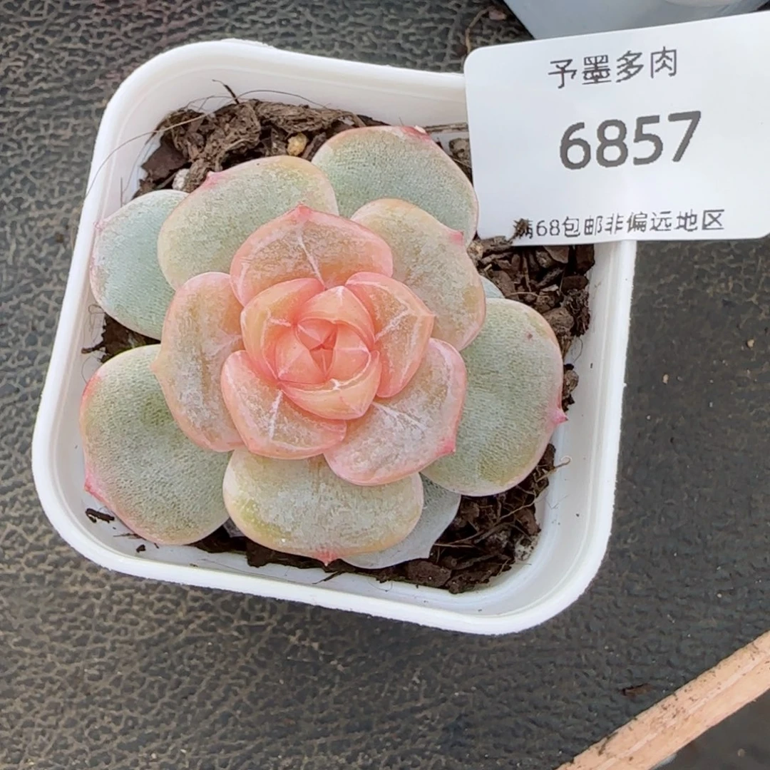 彩恋。   6857。