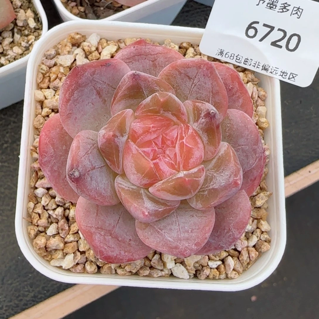 粉心魄。 6720。