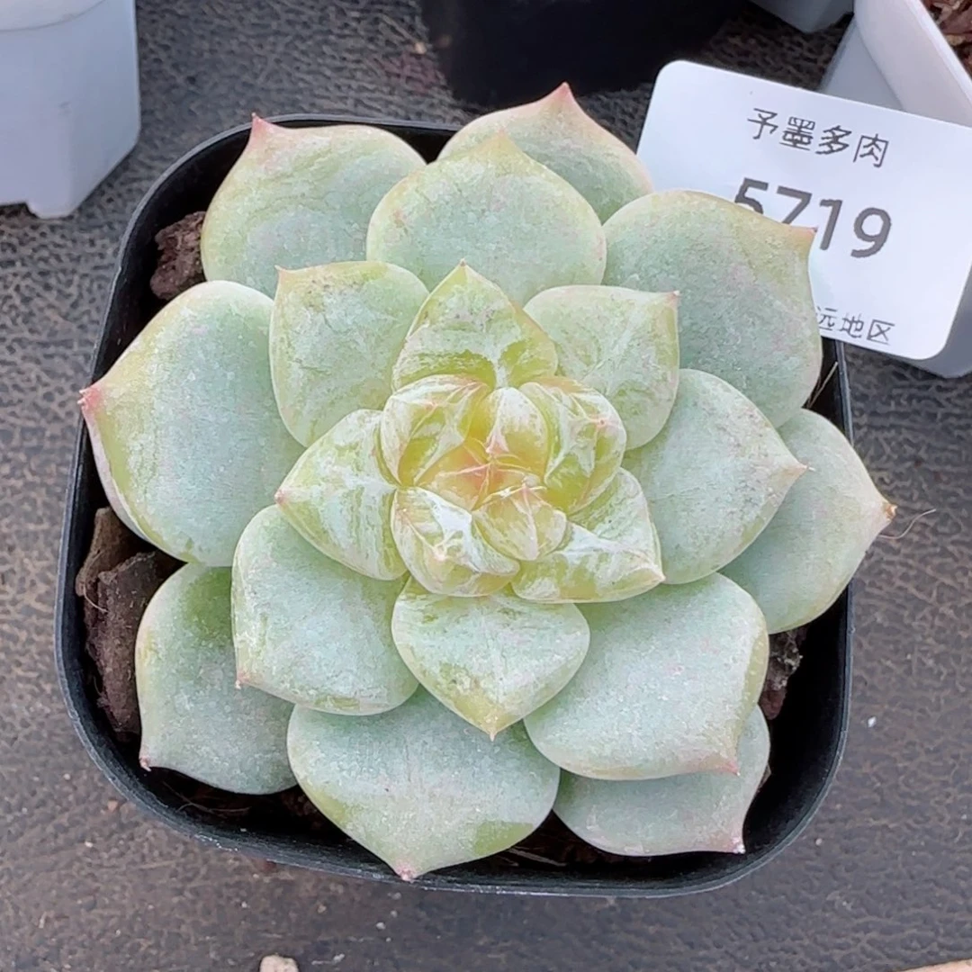 冰飘花珍妮。  5719。