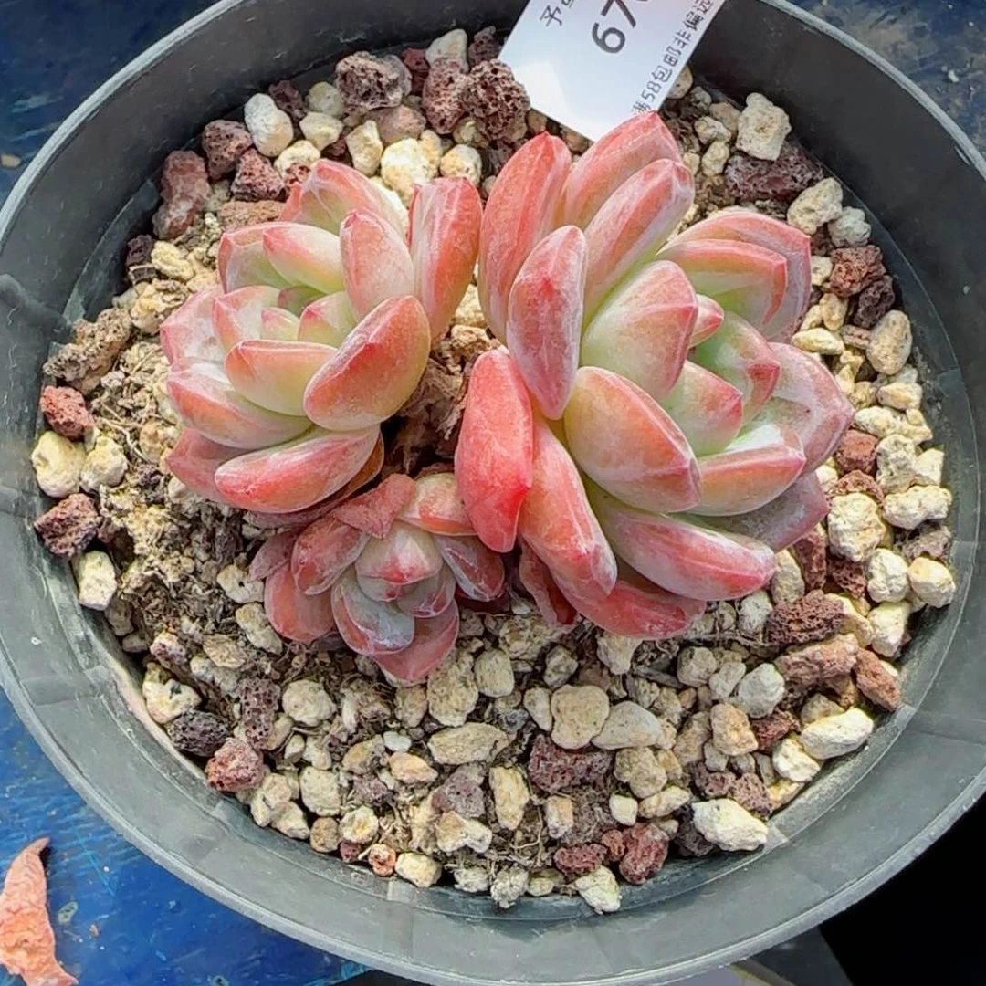 全明星。    多肉。   6707。