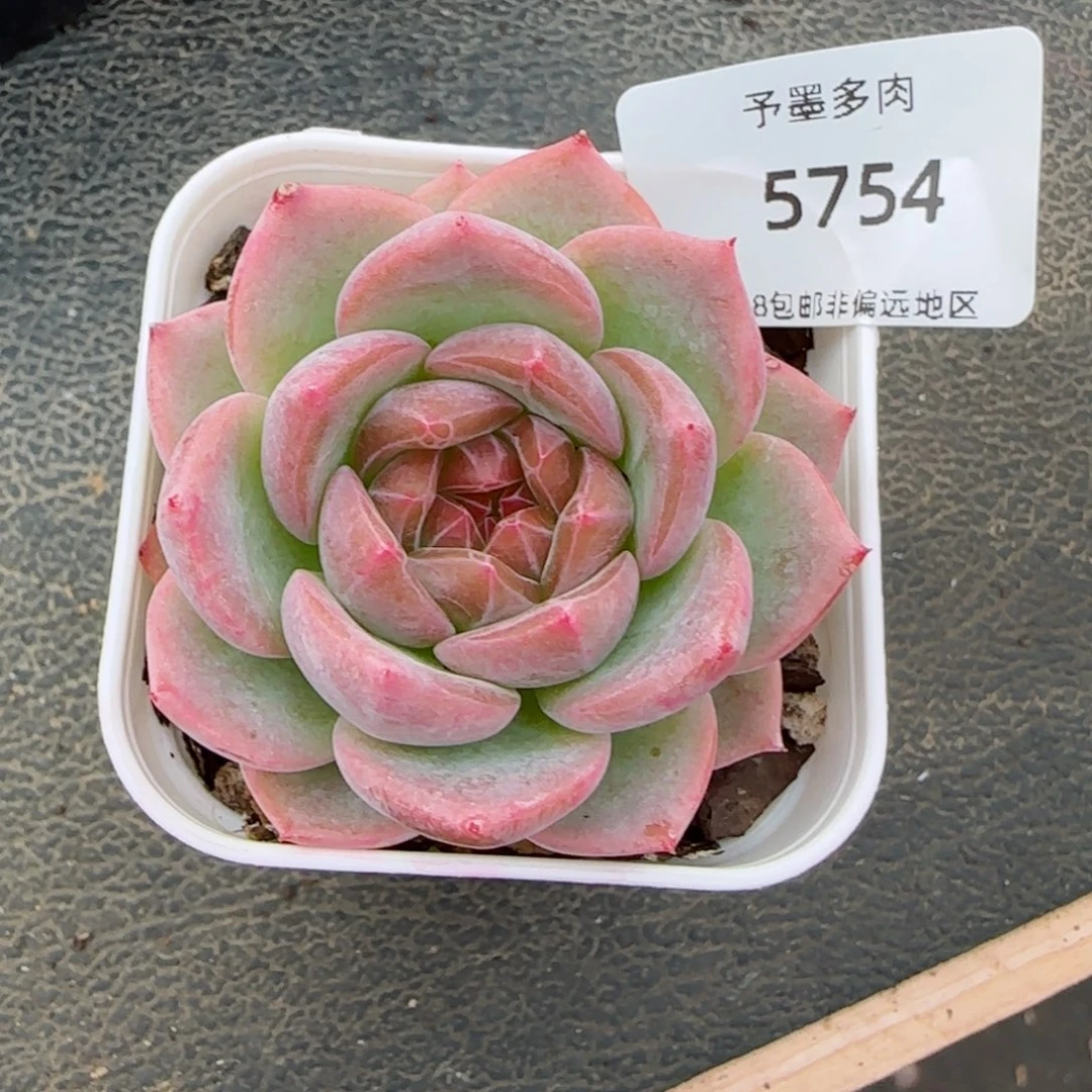 芳草系列。   晴兮。   5754。