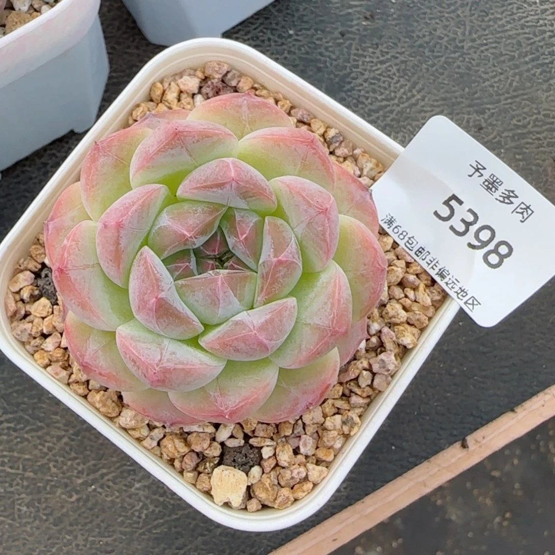 美心。  5398。