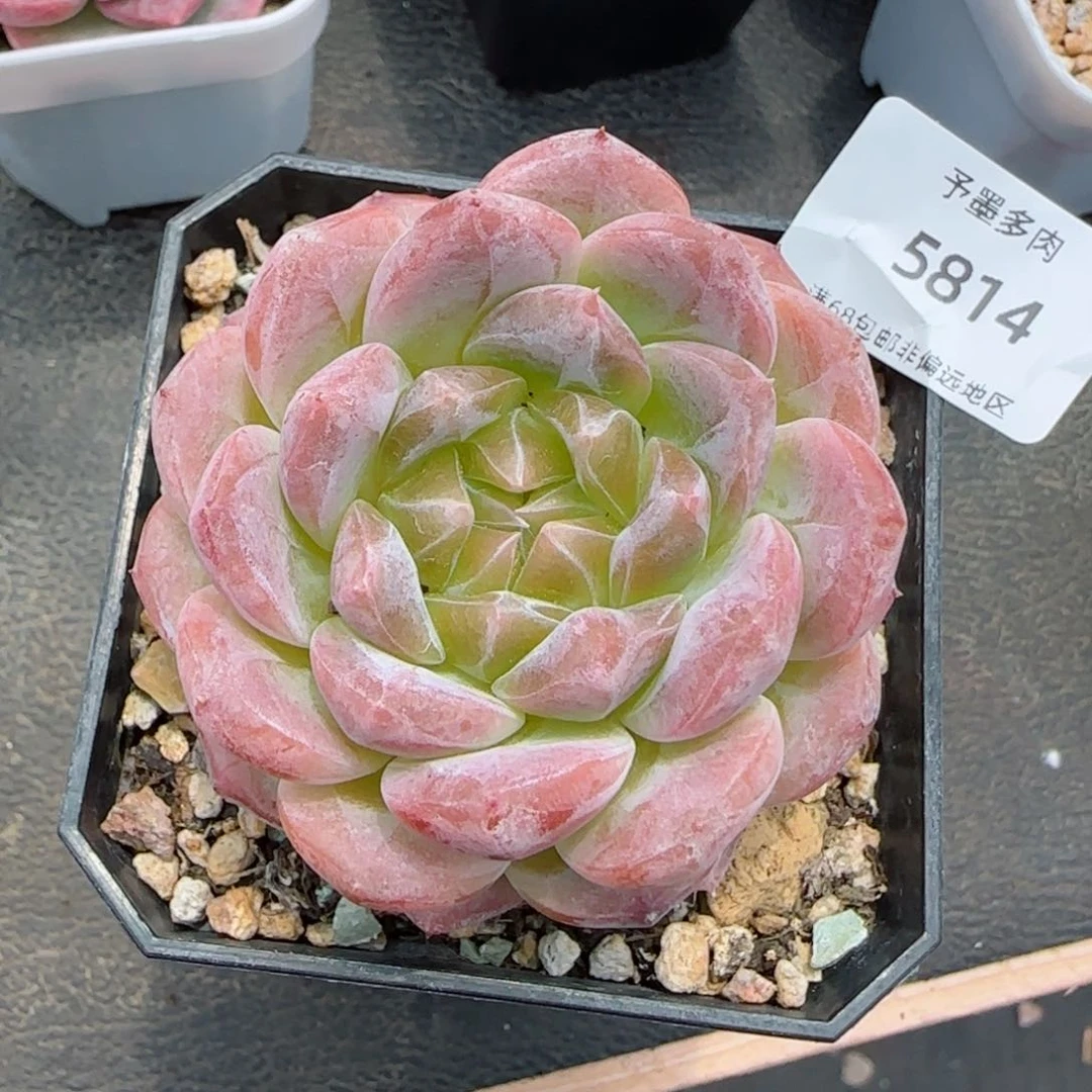 黄心黛玉。    5814。