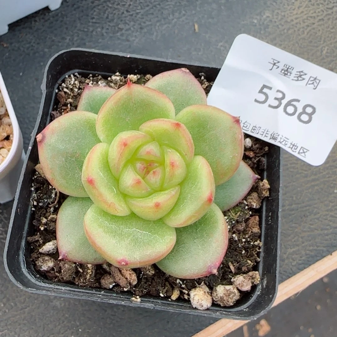 麦芽糖珍妮。 多肉。  5368。