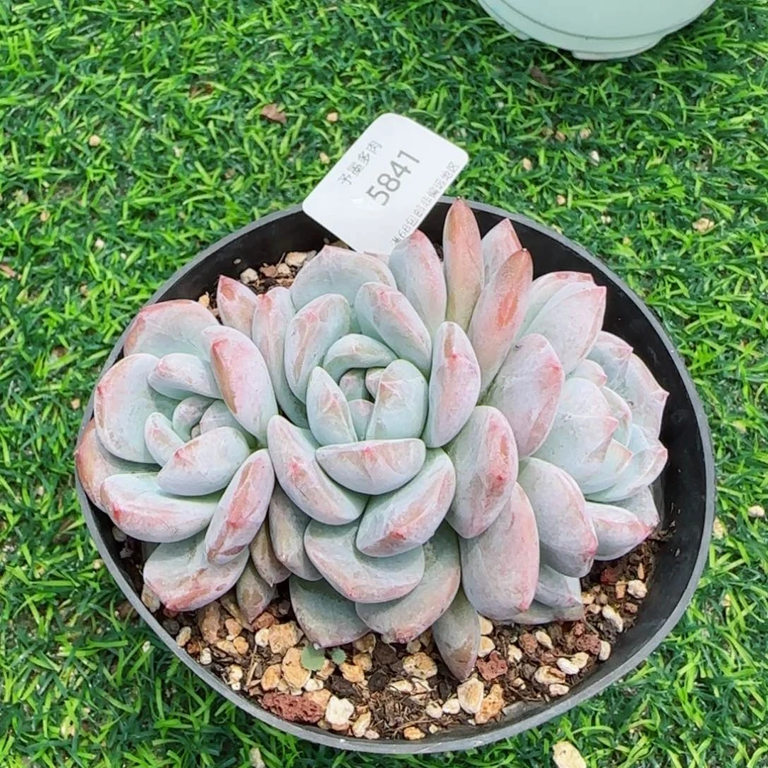 星影。 无砍。 5841。
