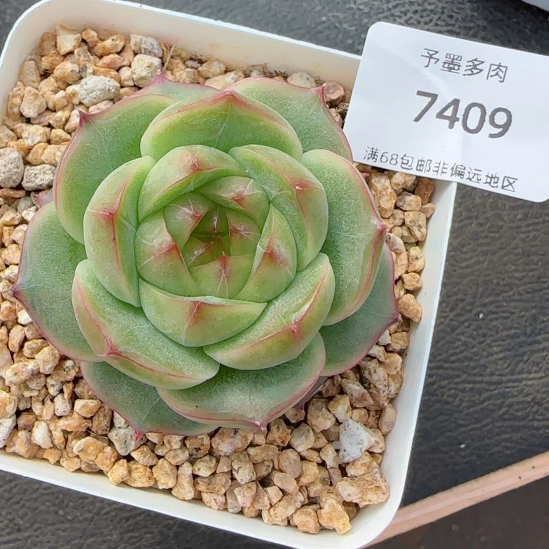 碧玉珍妮。   7409。