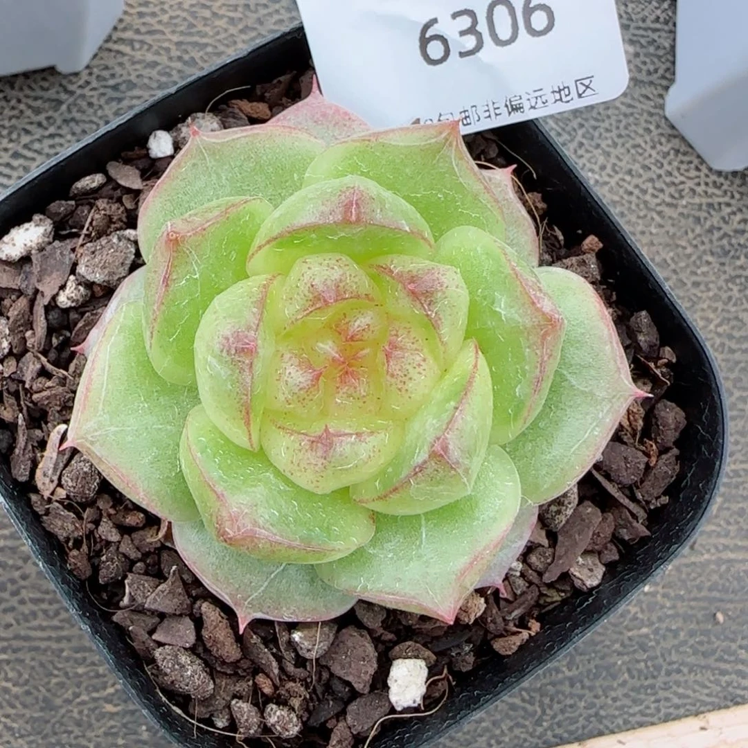 小*嗝灵宝珍妮。   6306。