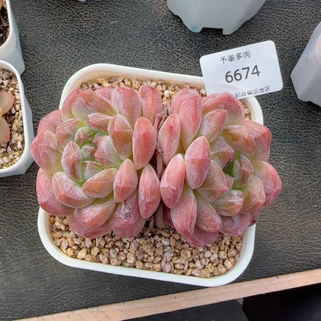 荔枝冻。   6674。