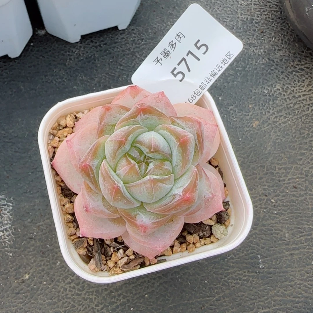 长相思。    5715。