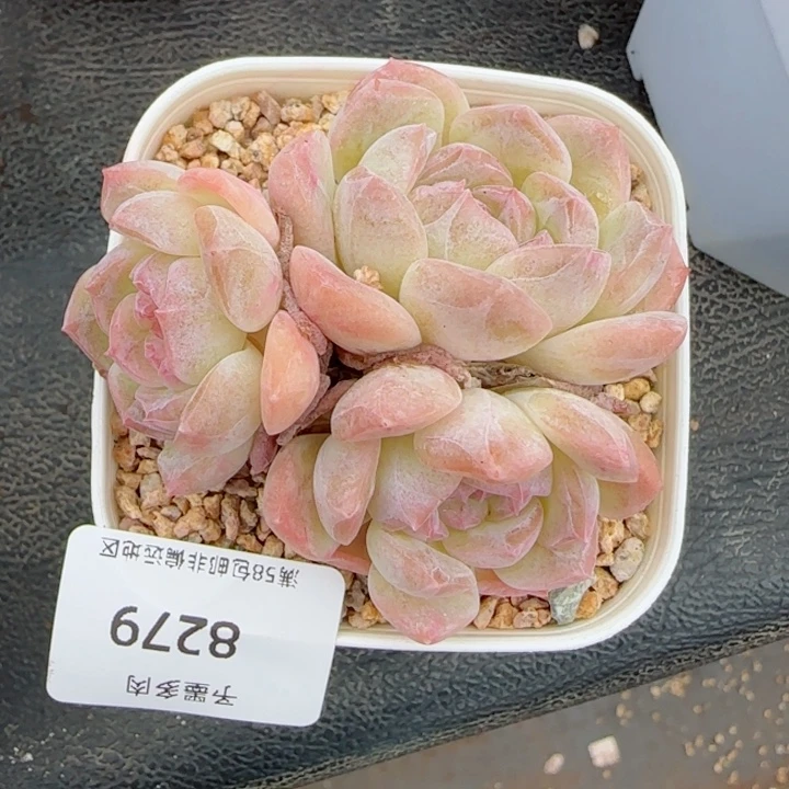 白桃群。 8279。