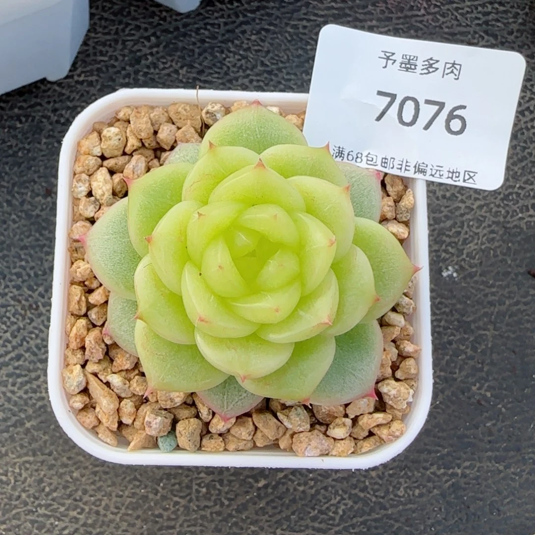 冰薄荷。 7076。
