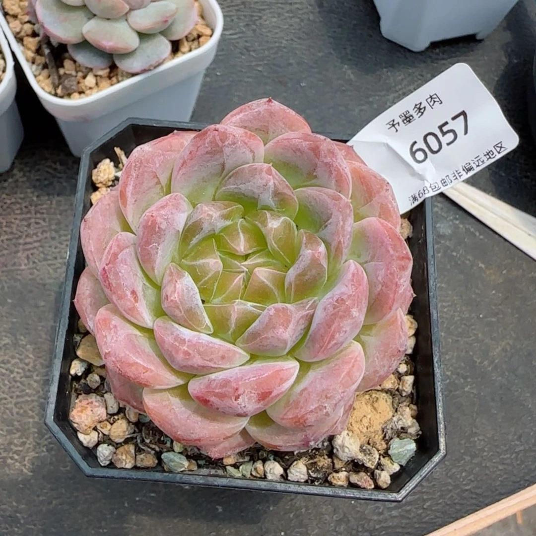 黄心黛玉。    6057。
