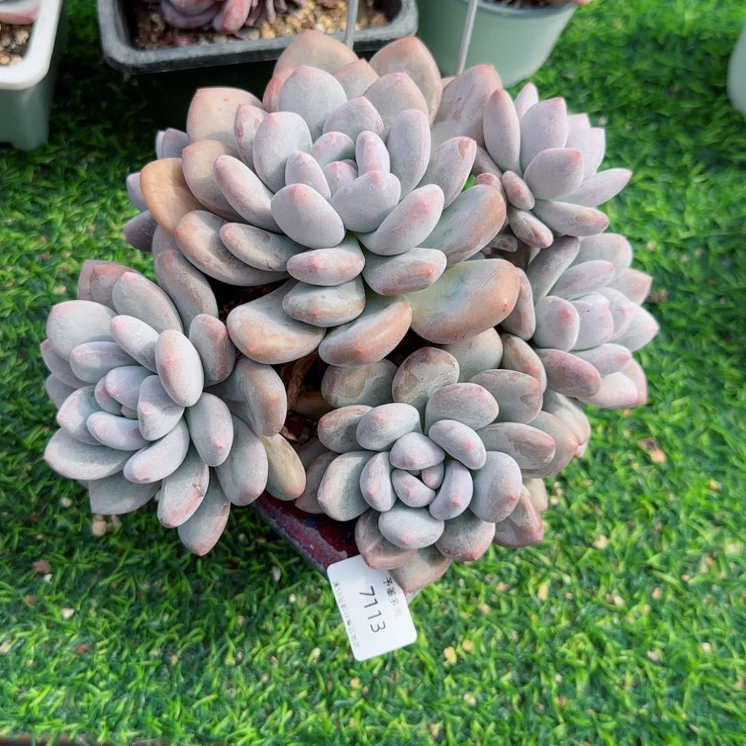 香水。   无砍。  7113。