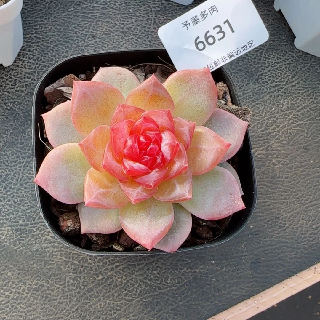 冰飘花珍妮。   6631。