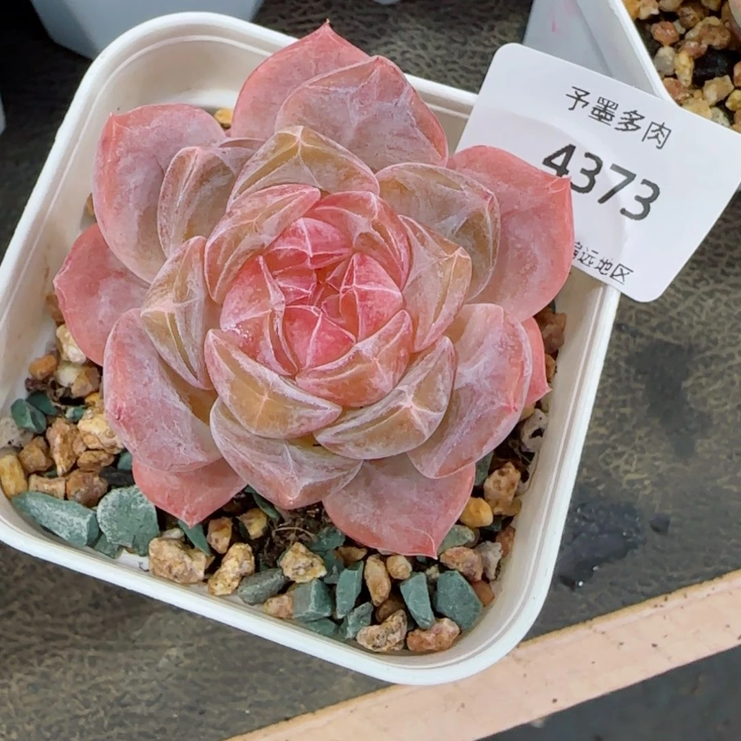 粉心魄。  4373。