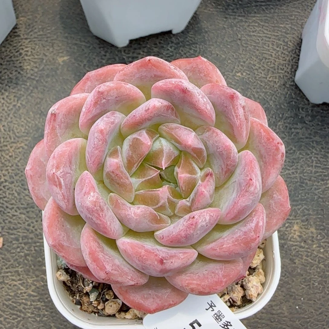 粉黛。  5809。