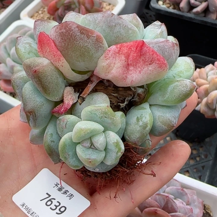 冰玉。    7639。