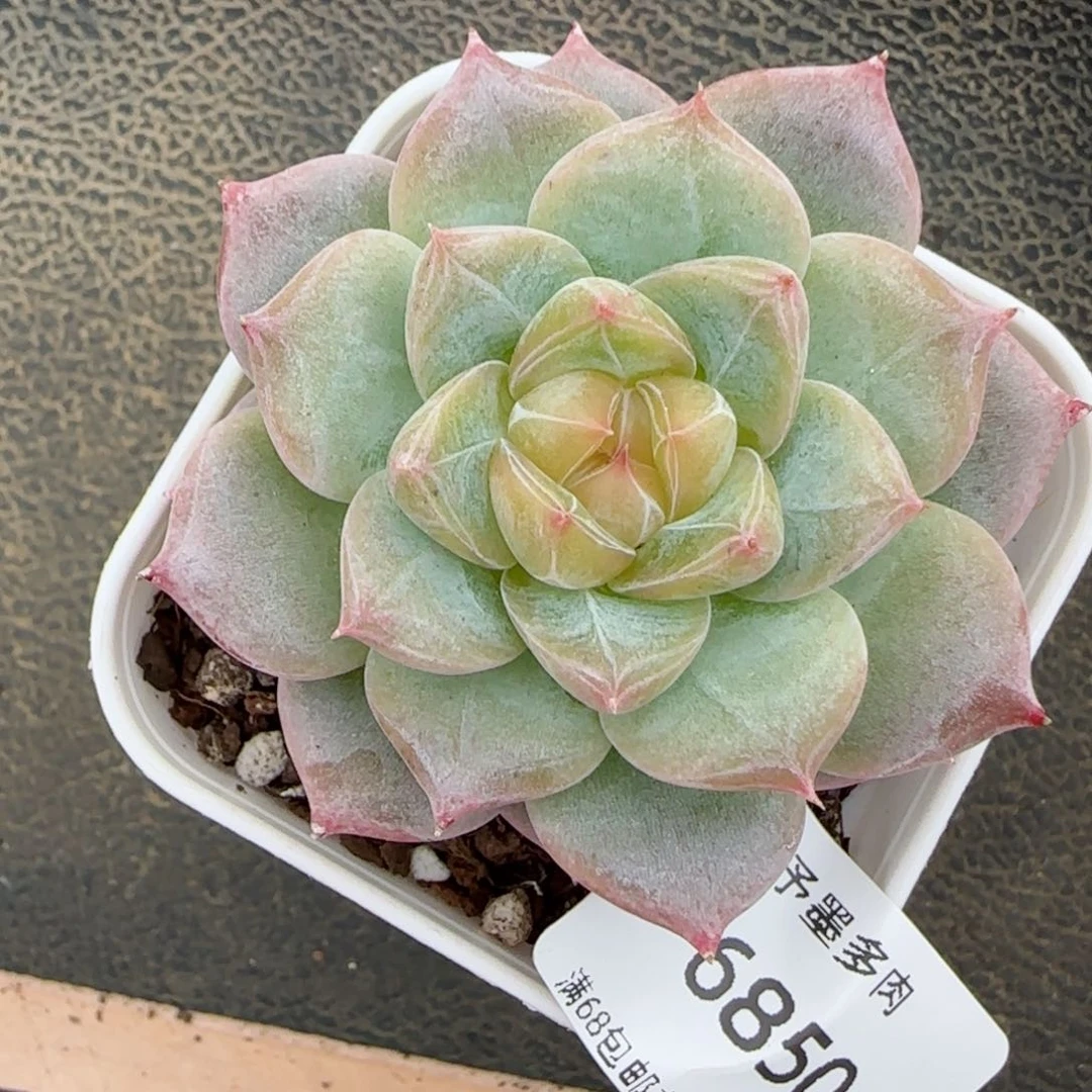 芳草系列。 6850。