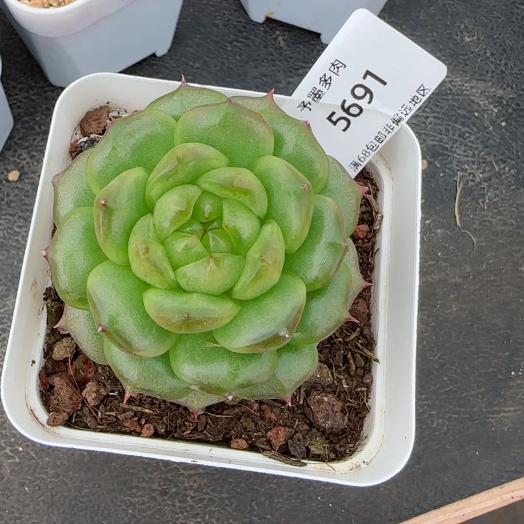 灯泡珍妮。 5691。