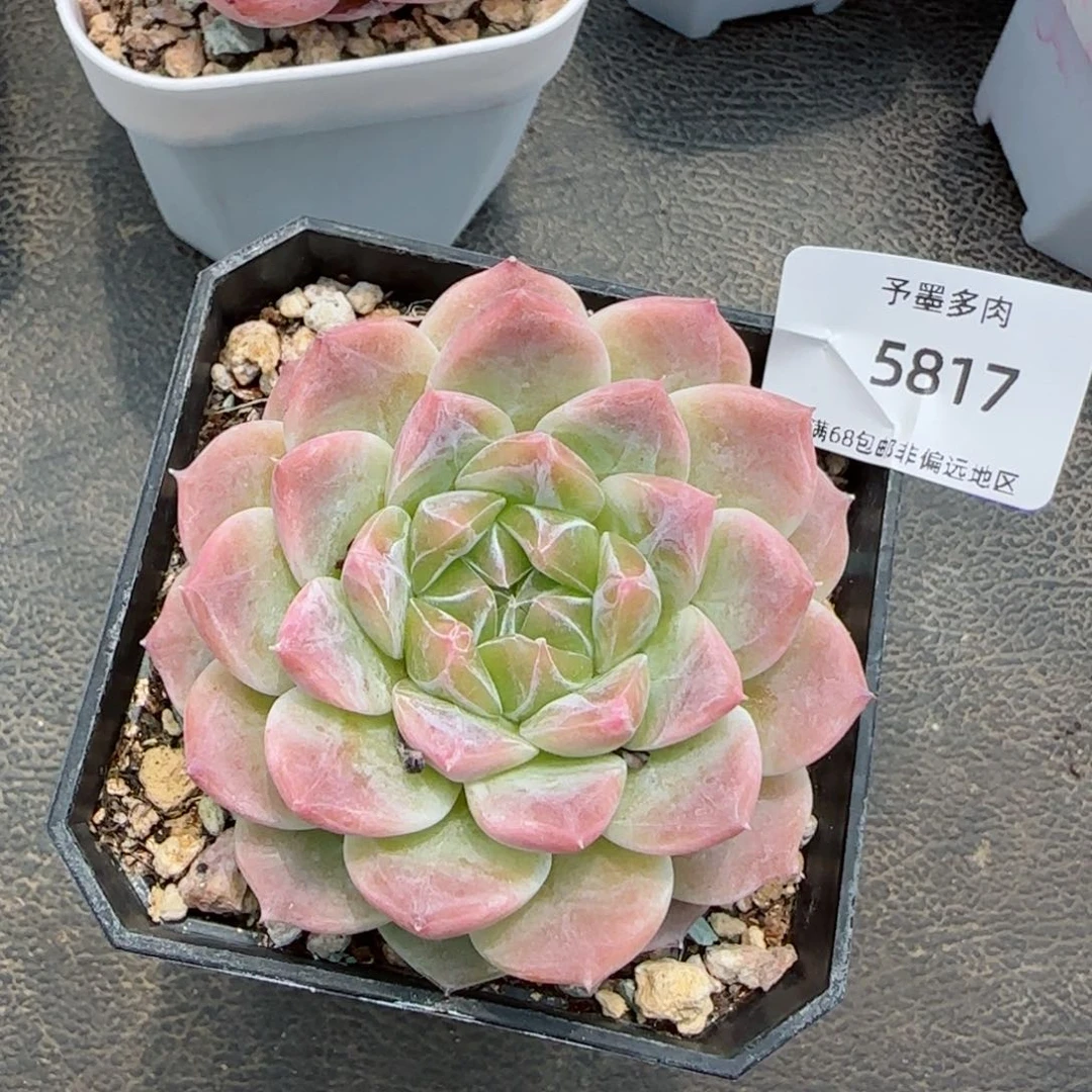 渐变色冰魄。   5817。