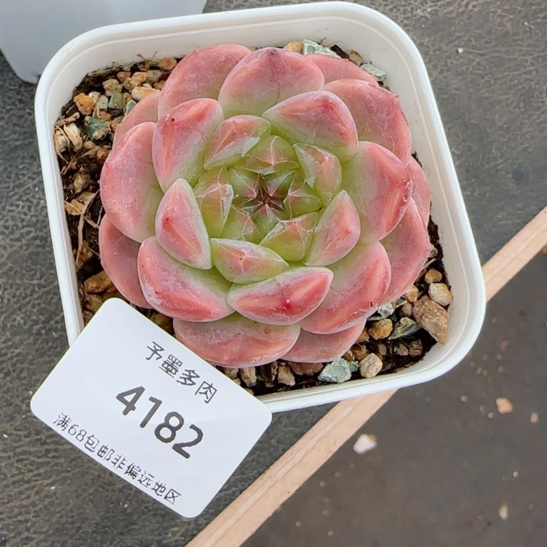 草莓冰魄。 4182。