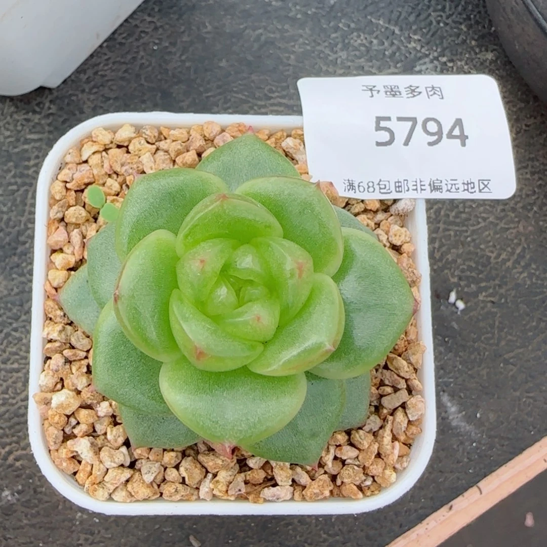 玉芷珍妮。   5794。