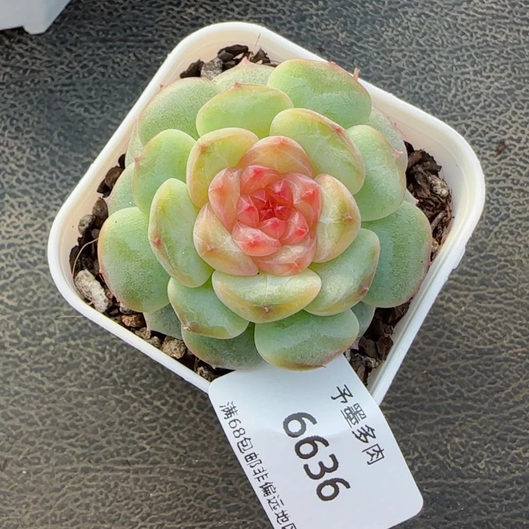 萤火虫。 6636。