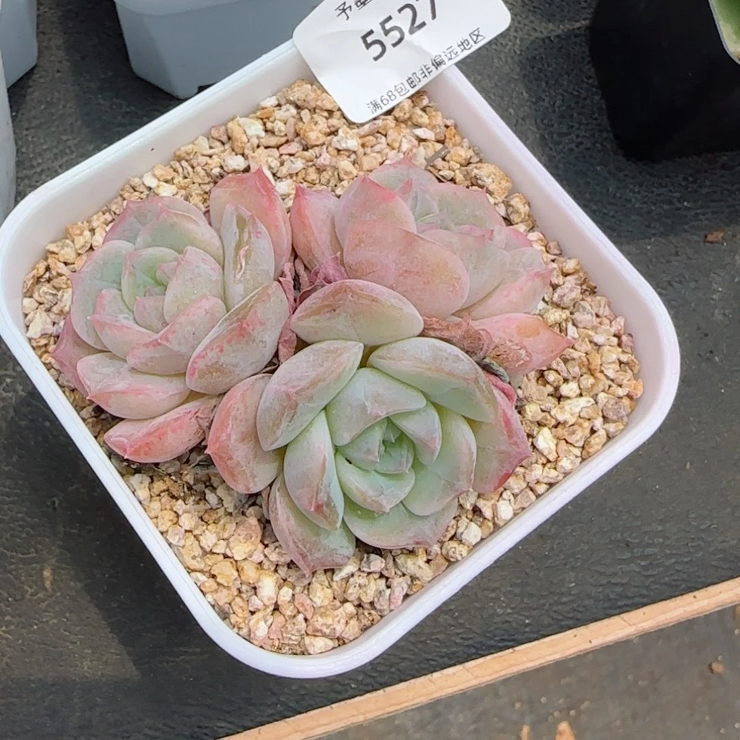水晶桃子。 微瑕。 5527。