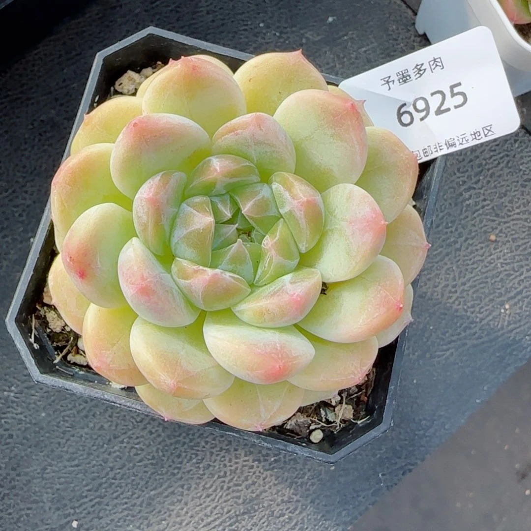 糯心冰魄。  6925。