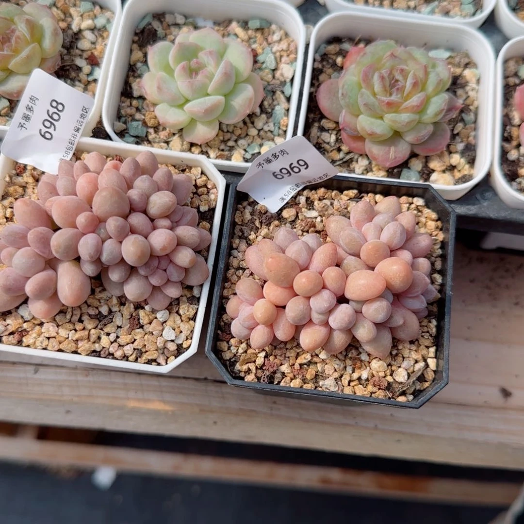 苗*饱汤圆无砍。  6968。6969。