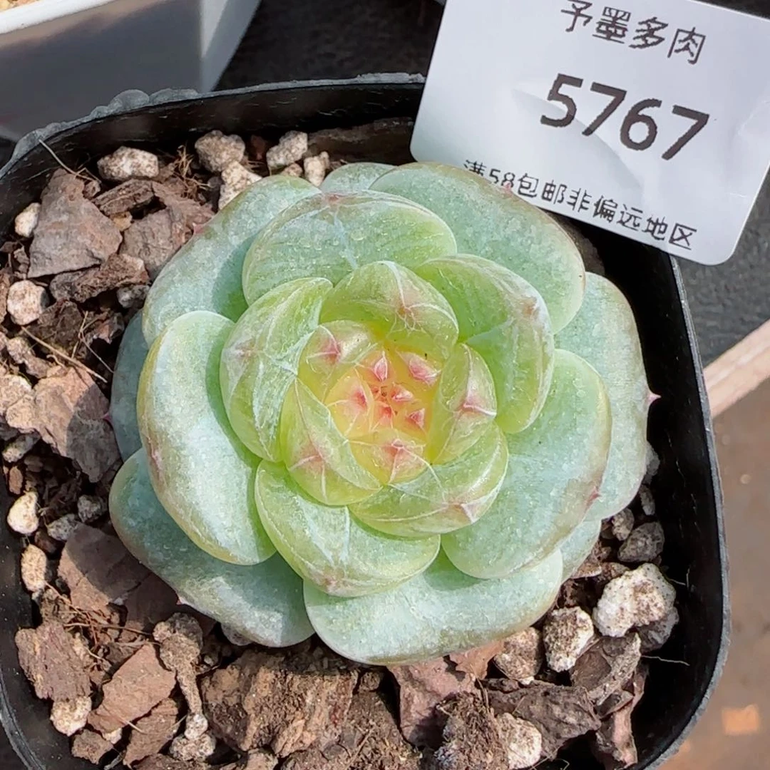 琉璃醉。  5767。