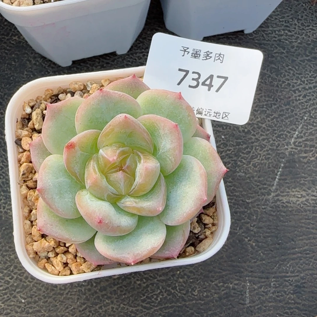 芳草系列。  7347。