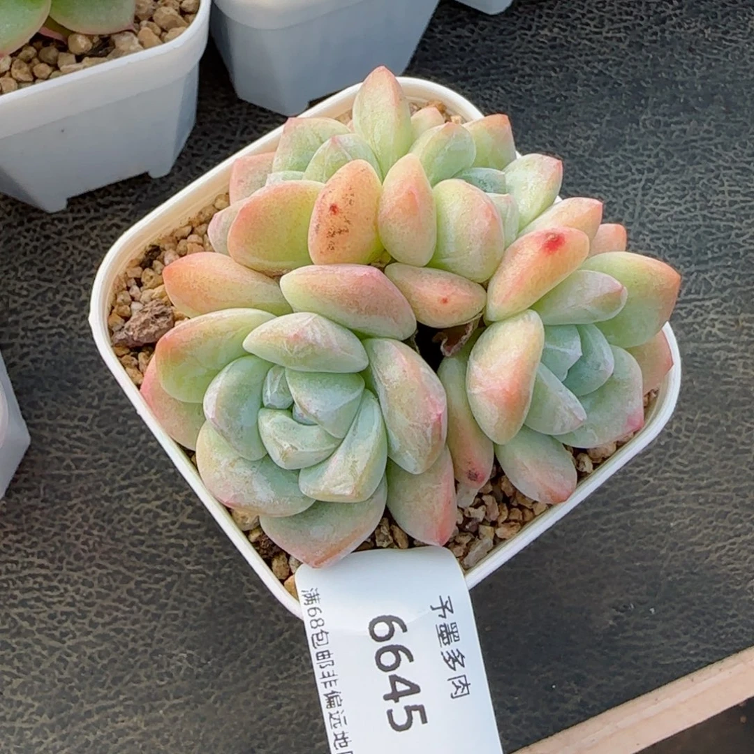 冰玉无砍。  6945。