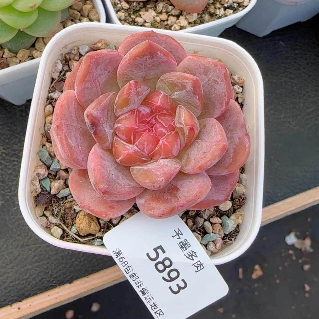 粉心魄微瑕。5893。